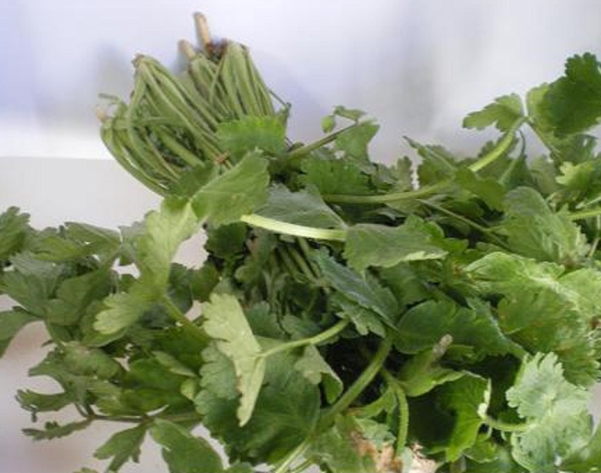 Καυκαλίθρες ΔΑΜΑ ελληνικές 1τμχ